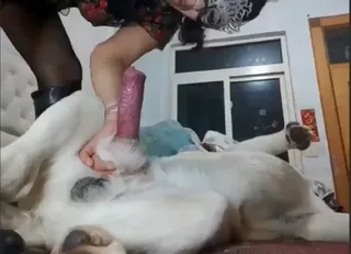 멋쟁이 숙녀와 강아지는 성복이 있다
